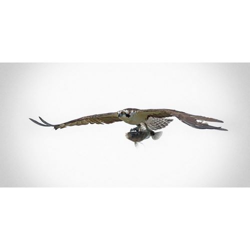 Osprey With Lunch