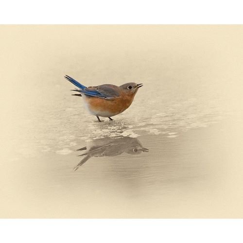 Blue Bird On Ice