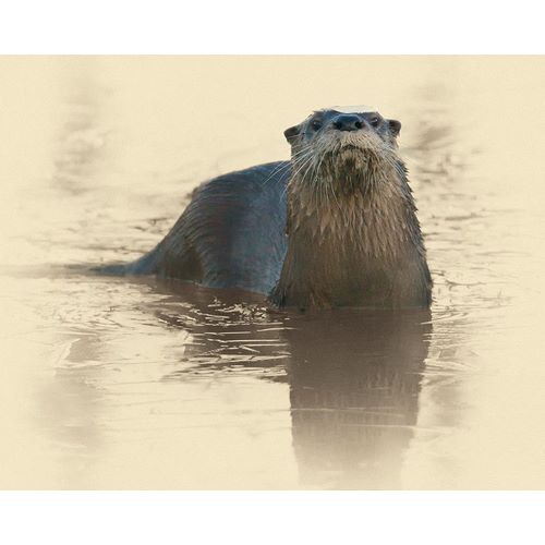 Otter Under Ice