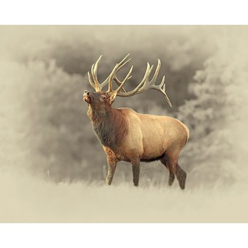 Bull Elk II