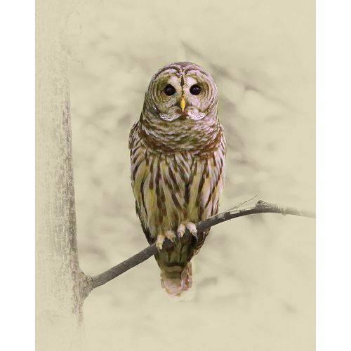 Barred Owl 1
