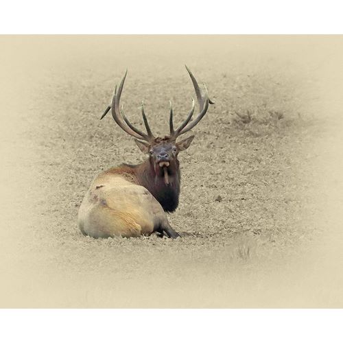 Bull Elk At Rest