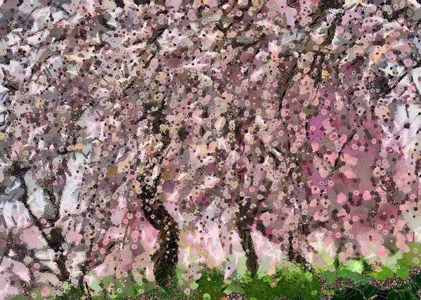 Cherry Blossoms III