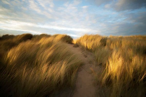 Grassy Dune