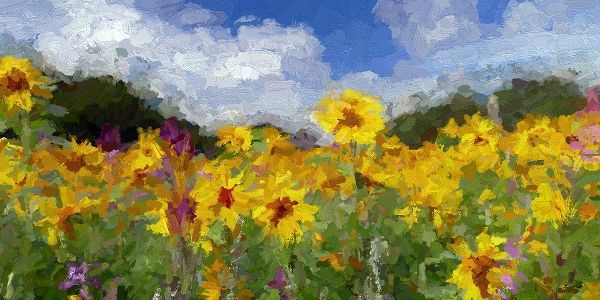 Sunflower Fields II
