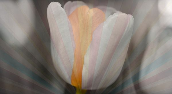 Tulip Surprise