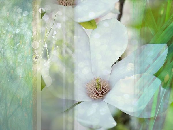 Magnolia Mist