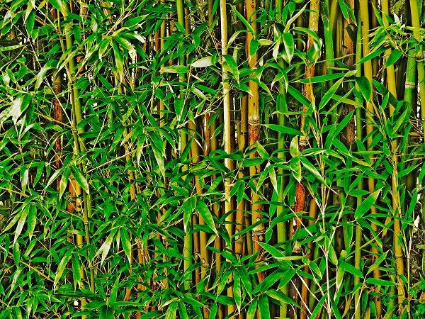 Bamboo in HD II