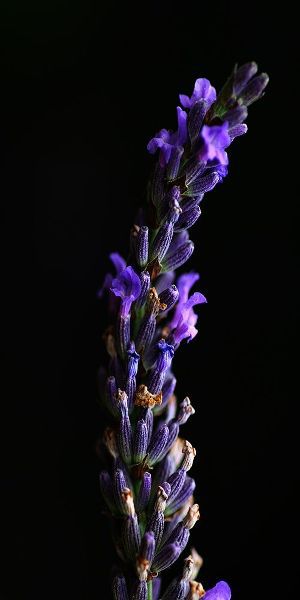 Midnight Lavender