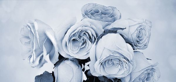Soft Blue Rose Garden