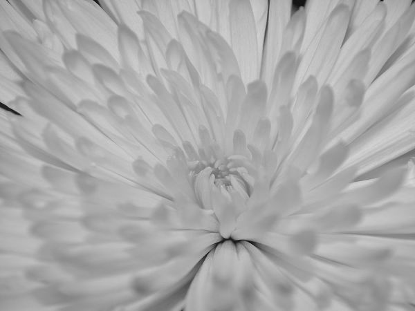 Angel White Flower