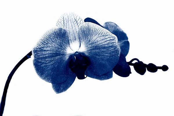 Super Blue Orchid