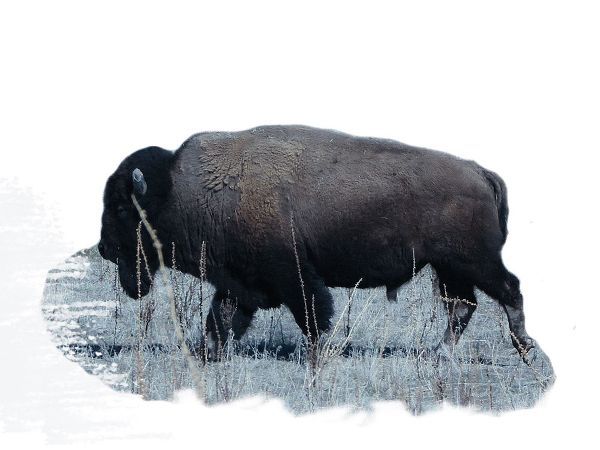 Grazing Buffalo
