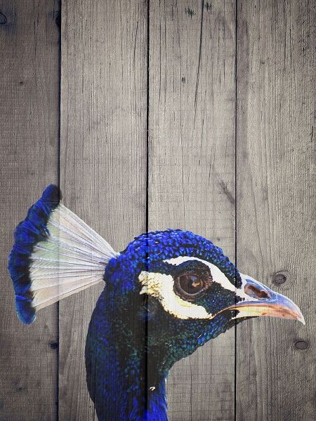 Peacock H