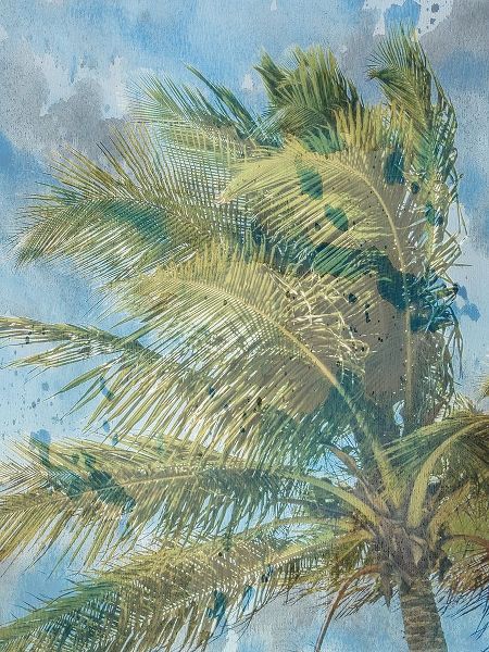 Palm  Tree