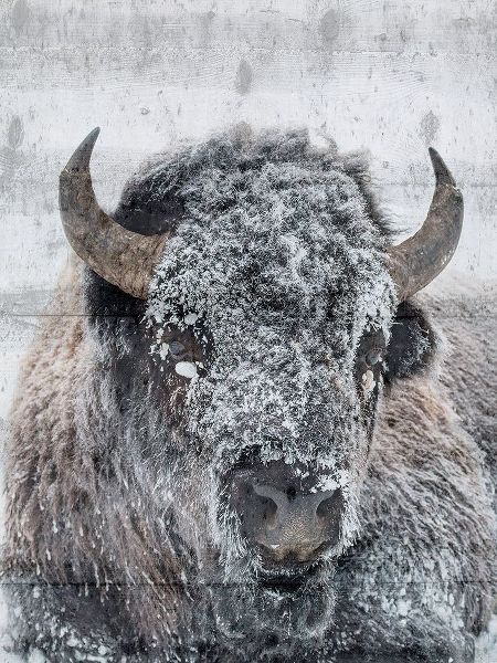 Snow Bison
