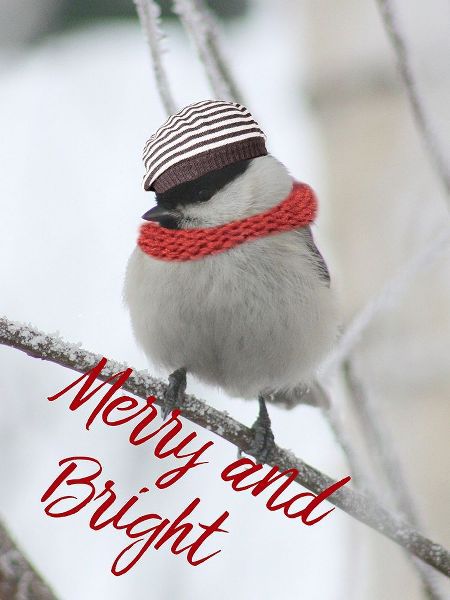 Christmas Bird