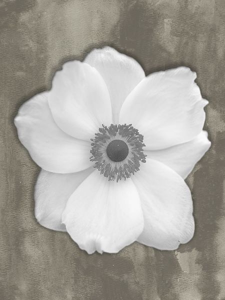 Pure White Flower