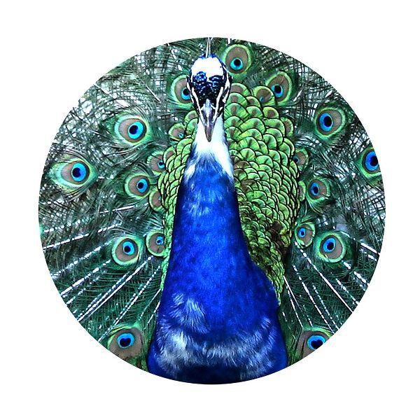 Round Peacock