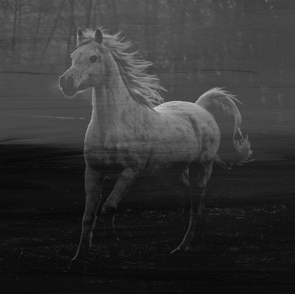 Misty Horse