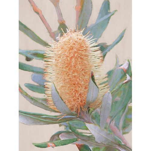 Golden Banksia Art Print