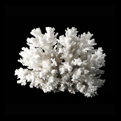 White Coral II