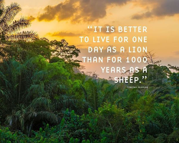 Tibetan Proverb Quote: One Day as a Lion
