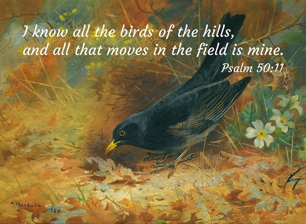 Bible Verse Quote Psalm 50:11, Archibald Thorburn - Blackbird