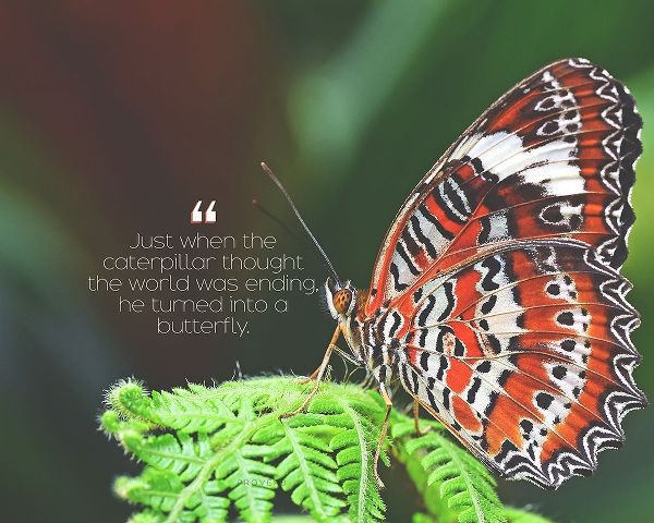 Artsy Quotes Quote: Turned into a Butterfly