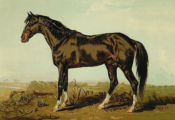 Dongola Horse, 1900