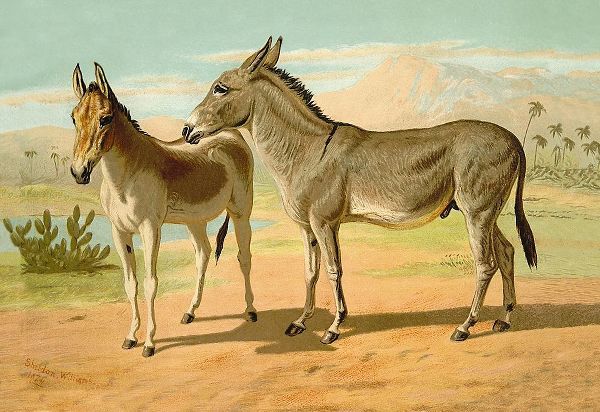 Abyssinian Male and Indian Onager Female, 1900
