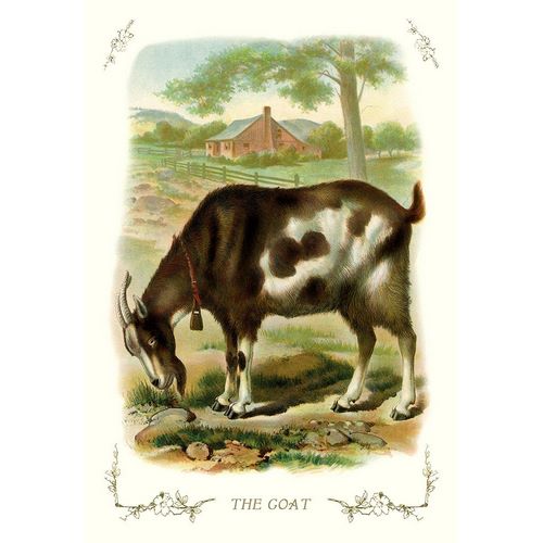The Goat, 1900