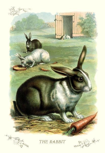 The Rabbit, 1900