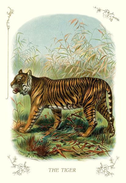 The Tiger, 1900