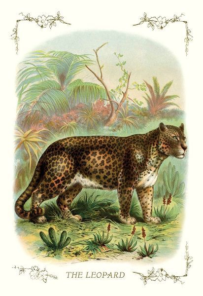The Leopard, 1900