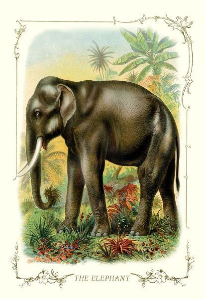 The Elephant, 1900