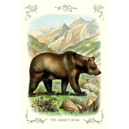 The Grizzly Bear, 1900