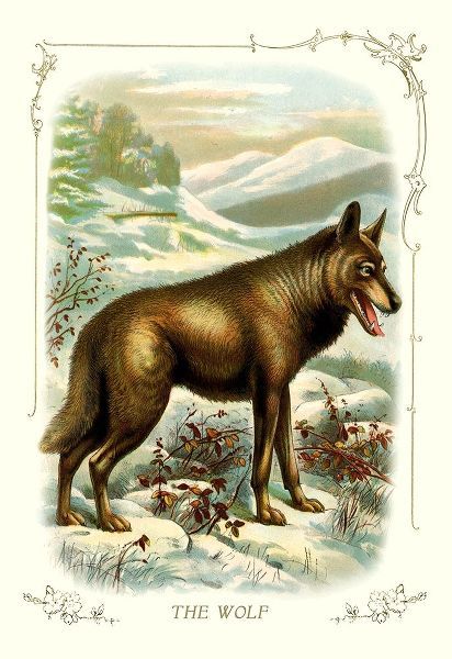 The Wolf, 1900