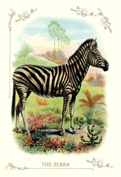 The Zebra, 1900