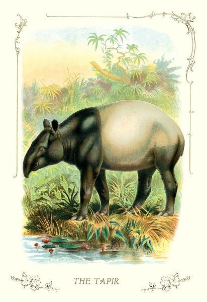 The Tapir, 1900