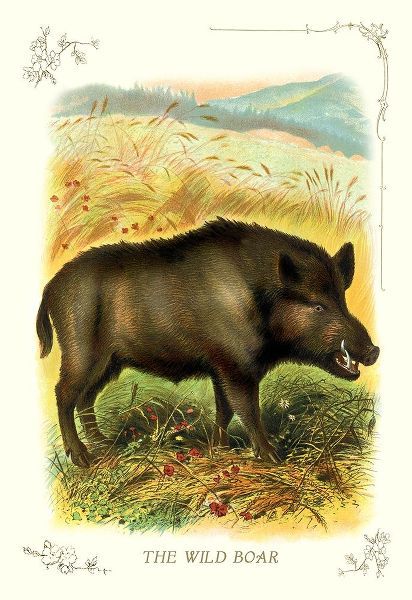 The Wild Boar, 1900