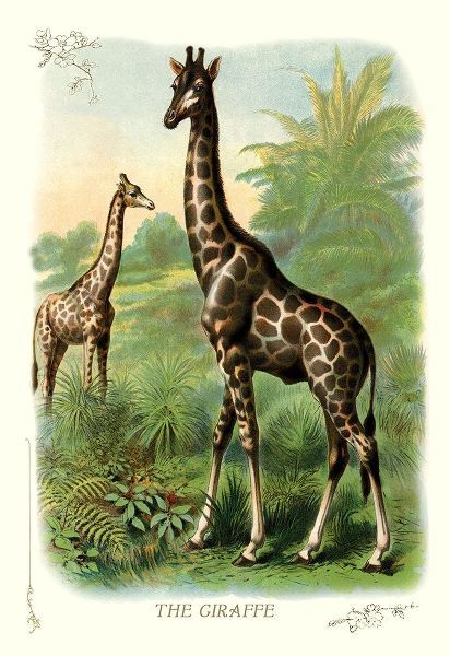 The Giraffe, 1900