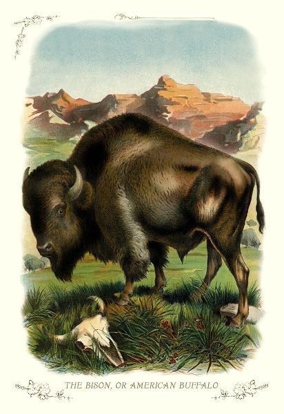 The Bison, or American Buffalo, 1900