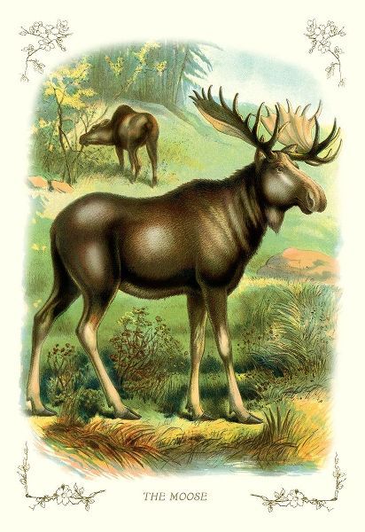 The Moose, 1900