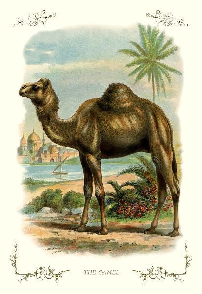 The Camel, 1900