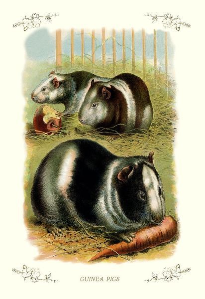 Guinea Pigs, 1900