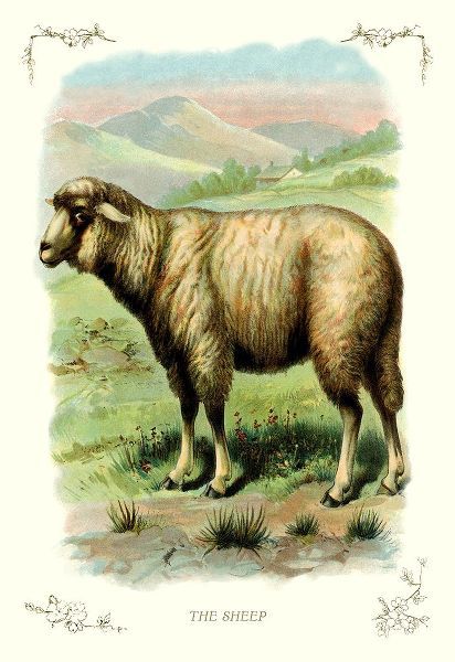 The Sheep, 1900