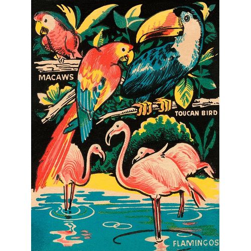Tropical Hobbyland - Birds