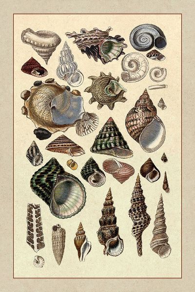 Shells: Trachelipoda #3