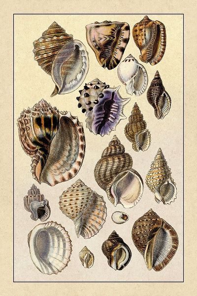 Shells: Purpurifera
